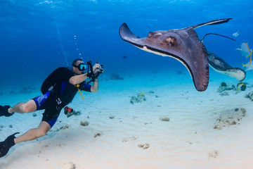 SCUBA diver and Stingray underwater