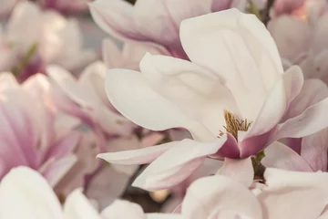 Photo sur Aluminium Lilas Fleur de magnolia dans la mer de fleurs le soir
