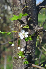 Kwitnąca czereśnia
