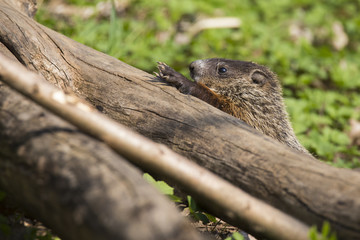 Cute Groundhog