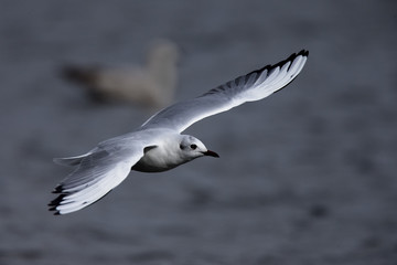 Bonaparte's Gull, (Larus philadelphia), first winter in flight, Helston Boating Lake, Cornwall, England, UK.