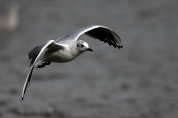 Bonaparte's Gull, (Larus philadelphia), first winter in flight, Helston Boating Lake, Cornwall, England, UK.