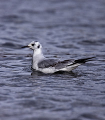 Bonaparte's Gull, (Larus philadelphia), first winter, Helston Boating Lake, Cornwall, England, UK.