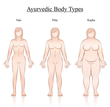 Body constitution types - ayurvedic typology - vata, pitta, kapha. Isolated outline vector illustration of female body - frontal view - different anatomy.