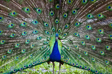 Beautiful peacock