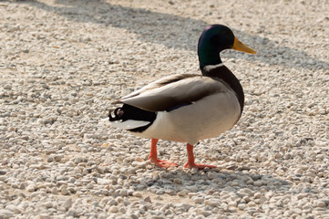 anatra al lago