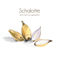 Schalotten mit Schale, halbiert - Aquarell - 142962875