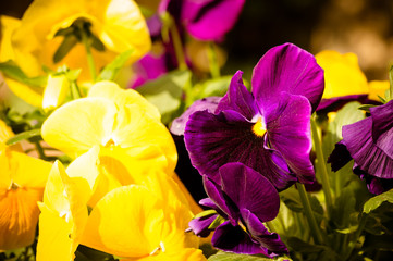 fiori e colori