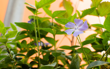 natura mini