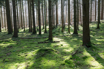 Obraz premium Mooswald