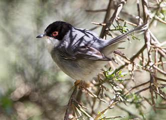 Sardinian Warbler, (Sylvia melanocephala), male, Akamas Peninsula, Cyprus.