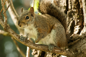 Naklejka na ściany i meble Squirrel in the park with tree