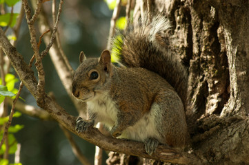 Naklejka na ściany i meble Squirrel in the park with tree