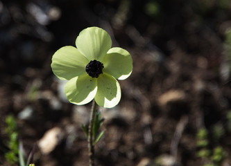 Persian Buttercup or Turban Buttercup, (Ranunculus asiaticus), Akamas Peninsula, Cyprus.