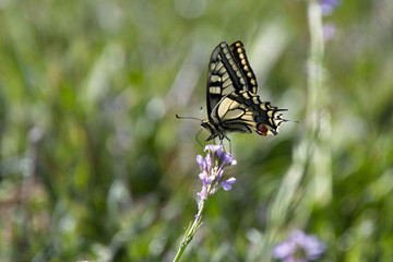 Swallowtail Butterfly, (Papilio machaon), Cape Drepano, Cyprus.