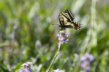 Swallowtail Butterfly, (Papilio machaon), Cape Drepano, Cyprus.