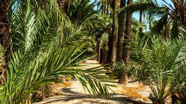 Elche, Spain. Waling through the Palmeral of Elche in Spain - a Palm Grove located in the city. Sunny day