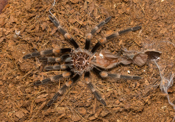 Mexican redknee tarantula shedding it's skin, Brachypelma smithi