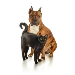 Black cat is standing next to a seated striped pit bull