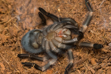 Mexican redknee tarantula shedding it's skin, Brachypelma smithi