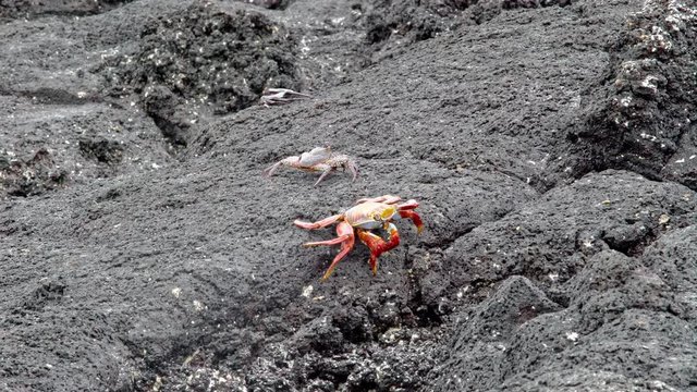 Three Crabs on Rocks Galapagos Isalnds, Ecuador