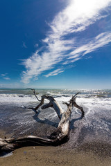 Fototapeta premium Nice sea landscape with a trunk in the foreground on the beach