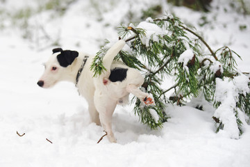 Light broken Jack Russell Terrier dog pissing on a pine tree branch in winter forest © Eudyptula