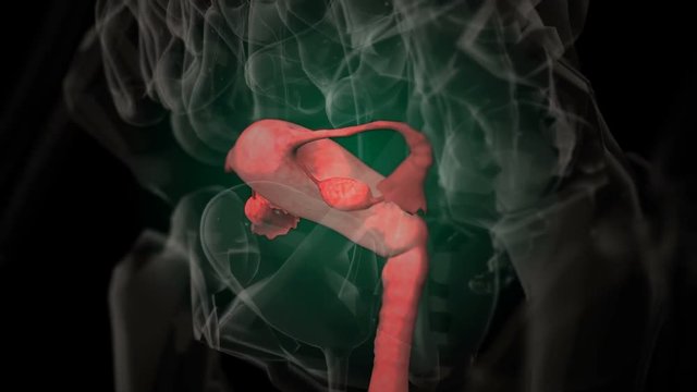 3d rendered medically accurate illustration of female reproductive system