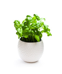 Naklejka premium basil herbs in pot isolated on white background