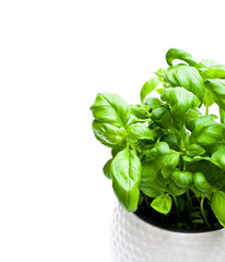 basil  herbs in pot isolated on white background