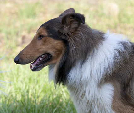 .Rough collie - Scottish shepherd