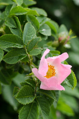 Wild rose blooming flower with green leaf in the garden. Other name plant dog-rose, briar, brier, eglantine, canker-rose. Summer greenery and blossom. Beautiful photo for wallpaper and greeting card. 