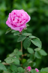 Pink tea rose in garden