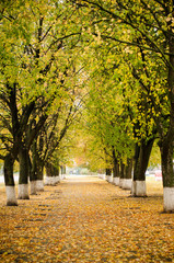 Alley in the Park with tall trees in autumn