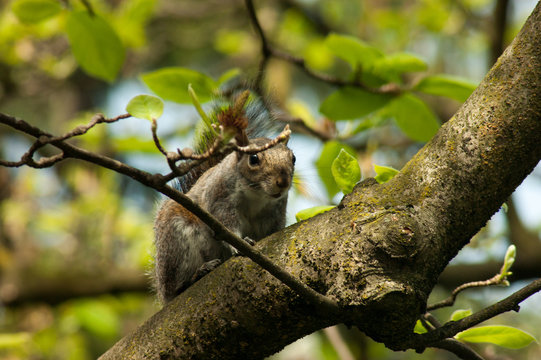 Squirrel in the park with tree