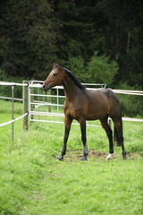 Fototapeta premium Hengst auf Weide