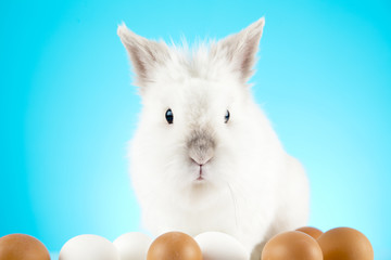 White Easter Bunny sitting with colored eggs around