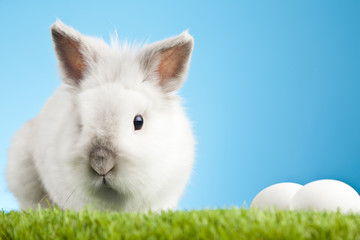 White Easter Bunny sitting in green grass 