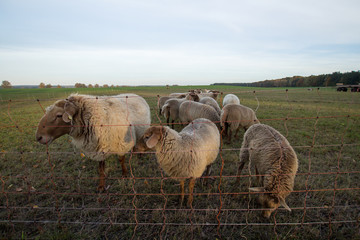 Sheep herd behind a fence on a field looking to the left.