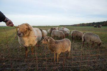 Obraz premium Sheep being fed over a fence.