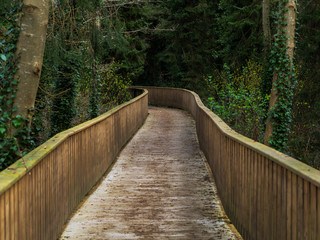 Spring forest in Northern Ireland