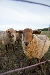 Curious lamb on eye-level