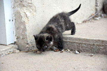 Calico Kitten Venturing Out into the World
