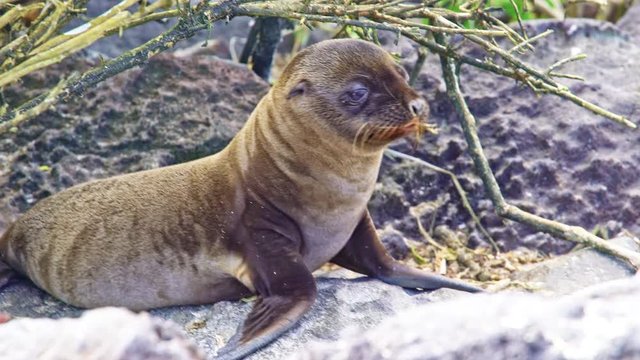 Close up of baby seal on Galapagos island
