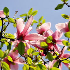 Fleurs de magnolia roses 