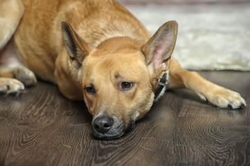 A sad red dog in the studio