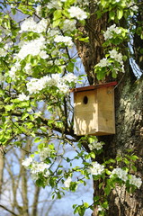 Nichoir  oiseau, arbre pommier en fleurs , printemps 