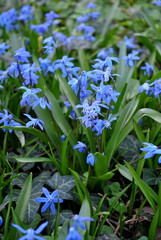 Cebulica - Scilla L.