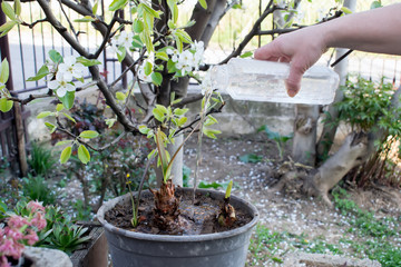 woman pouring water to flowers