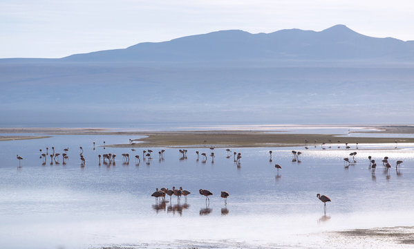 Colorada lagoon with flamingos on the plateau Altiplano, Eduardo Avaroa Andean Fauna National Reserve, Bolivia